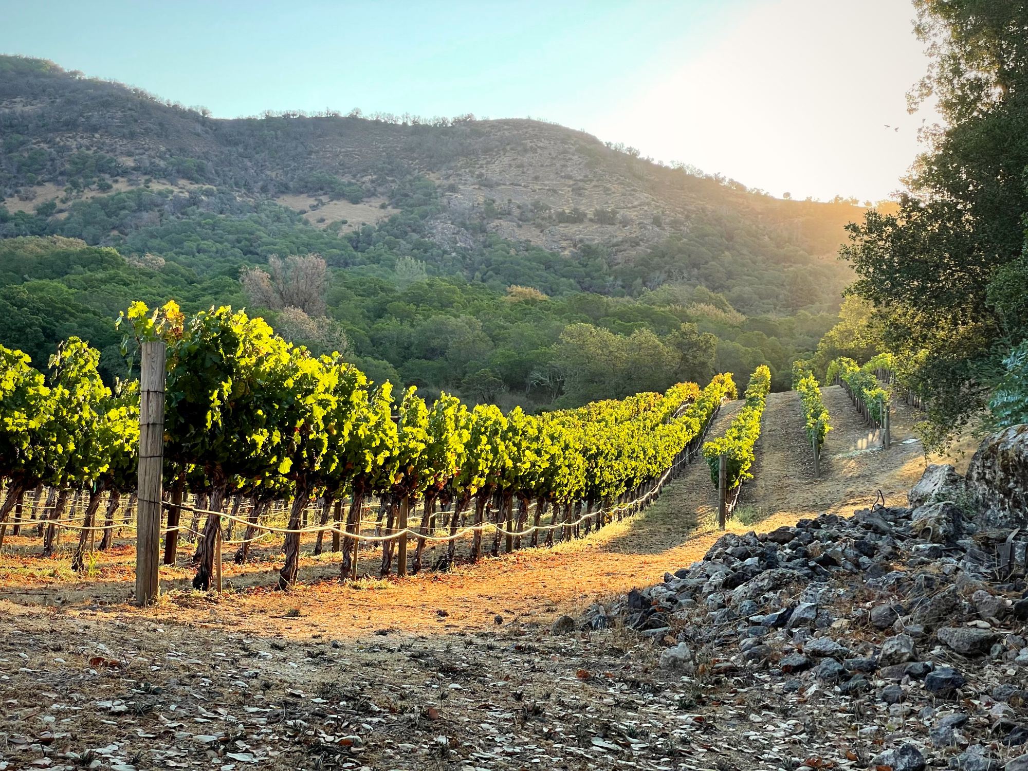 Vineyard rows and warm evening light at Asymmetric Vineyards in Coombsville