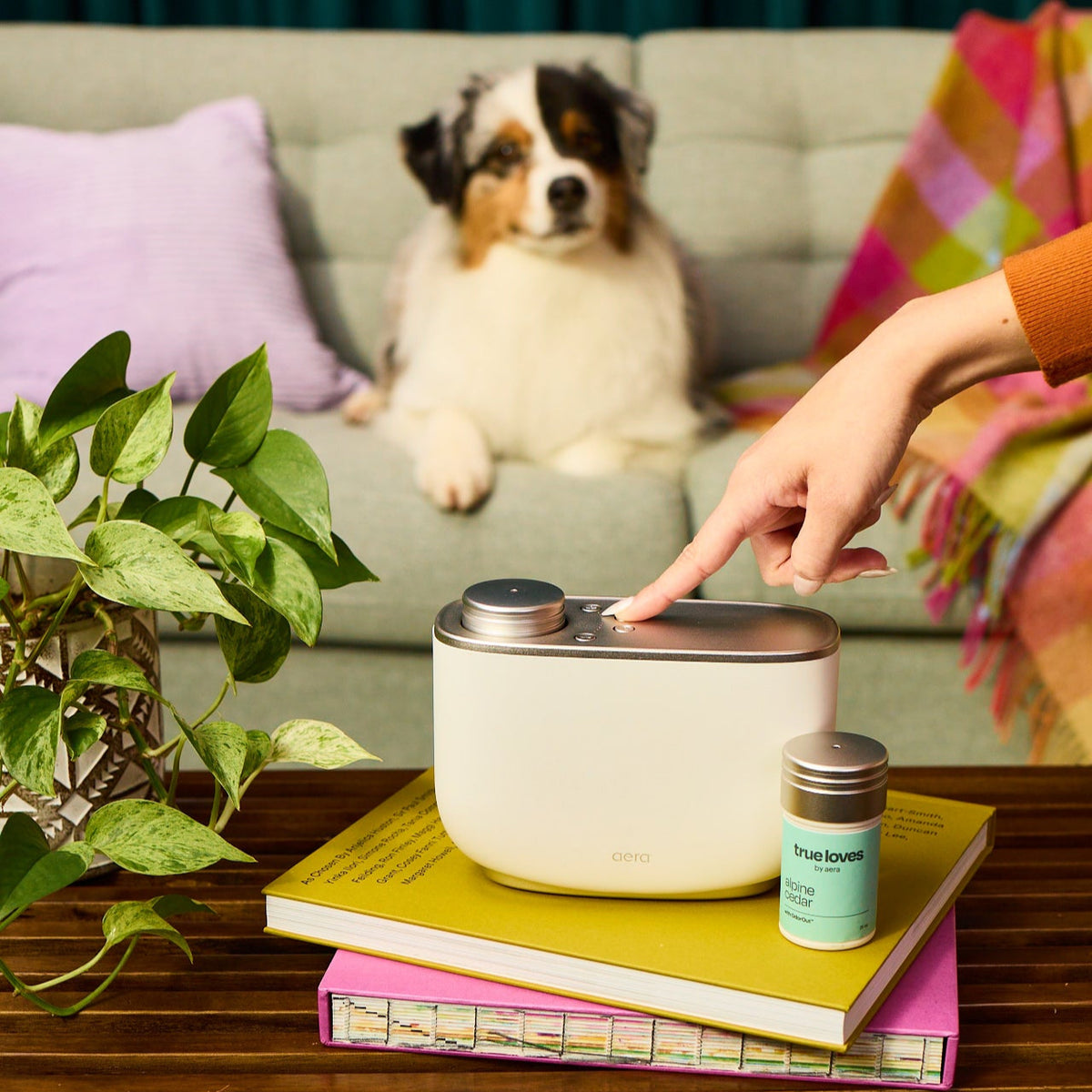 A white Aera diffuser on books in a living room while a dog rests on a sofa