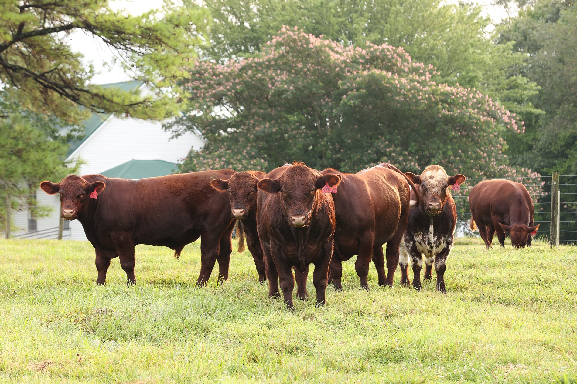 A group of red and roan Shorthorn cattle standing in a green pasture