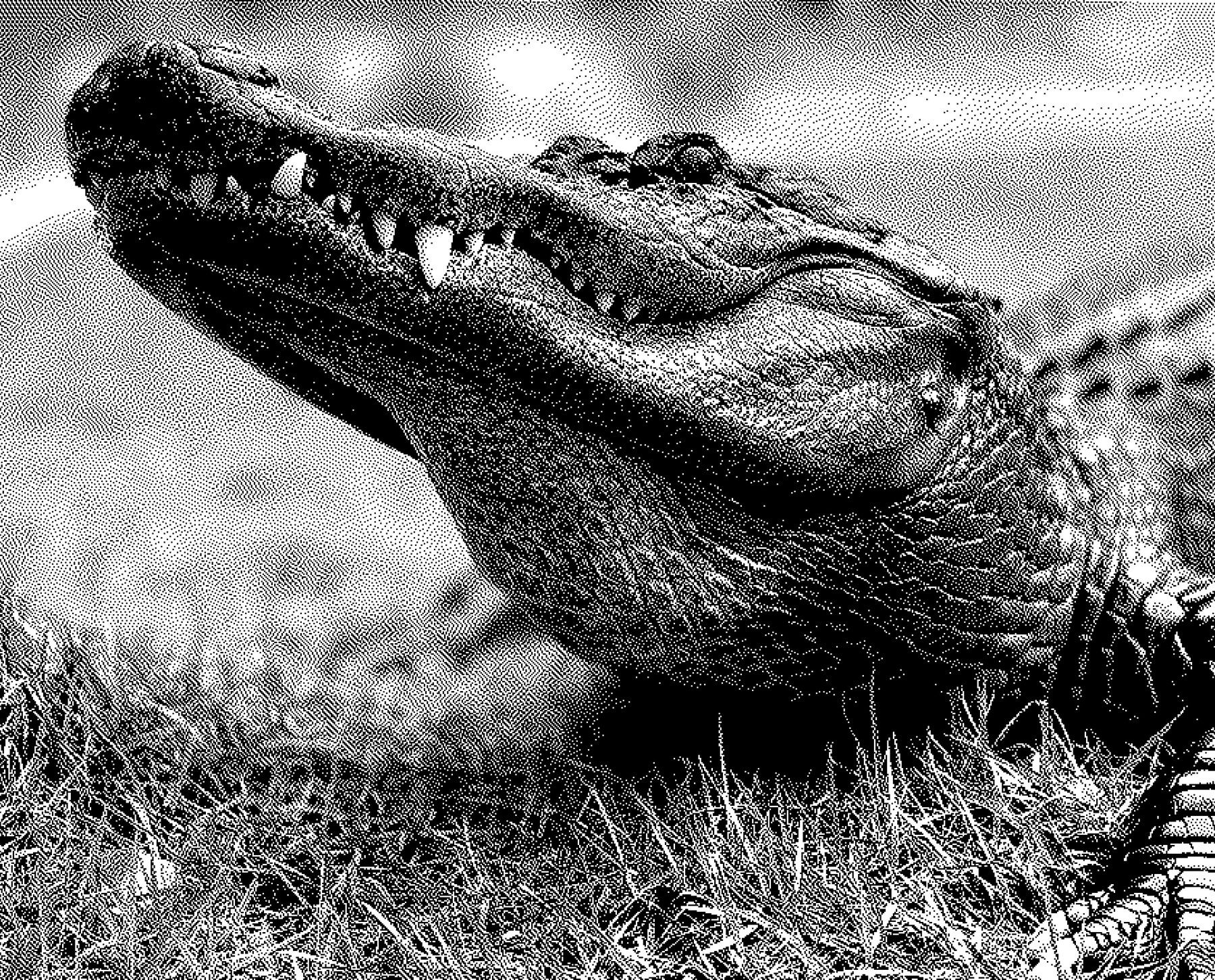 A dithered American alligator, the visual accompanying Garcia's Basis interview
