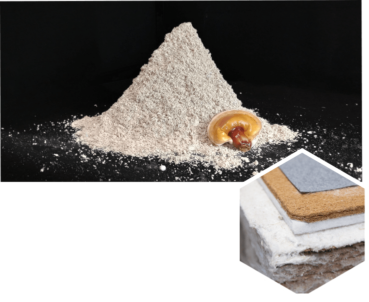 Composite photograph of Mycocycle's fungi-based material products
