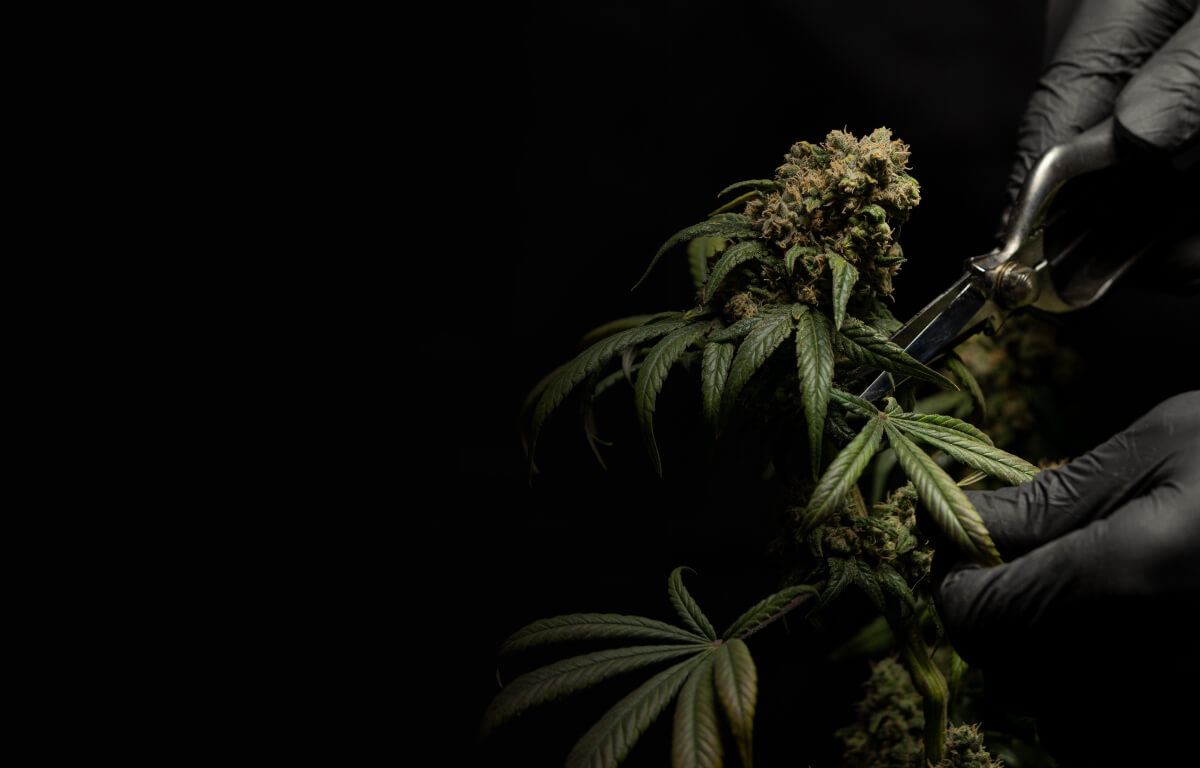 A gloved worker trims a mature cannabis plant against a dark background