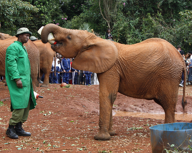 An elephant image used in Apoorve Singhal's visual question answering demonstration
