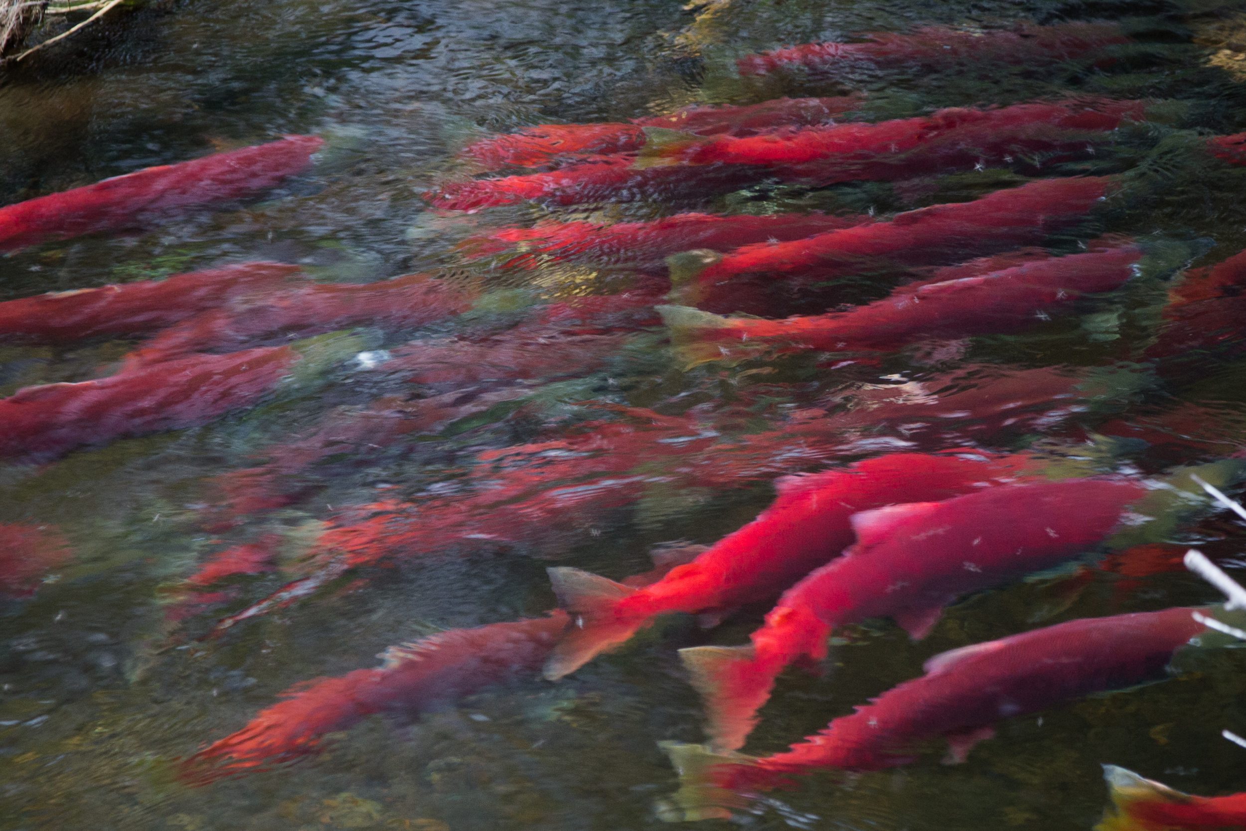 Red sockeye salmon swimming through clear water in Bristol Bay