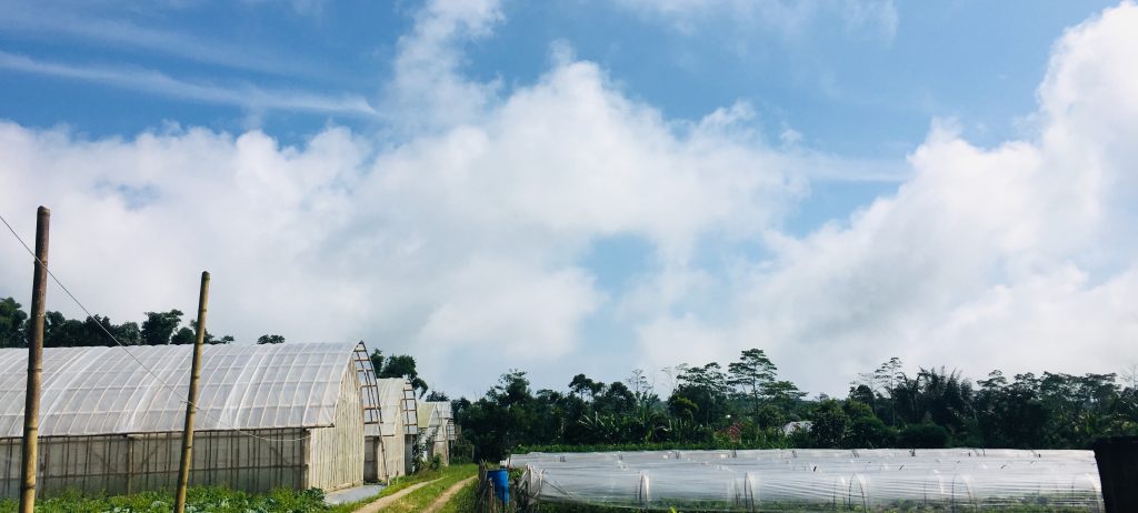 Rows of crops at a PanenID farm in Bali