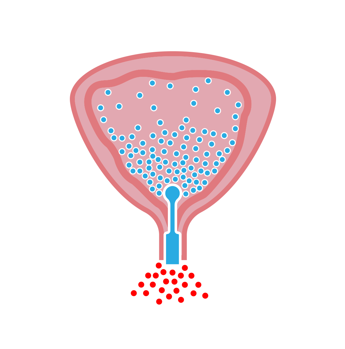 Atterx’s C-1205 illustration showing protective bacteria inside a catheterized bladder