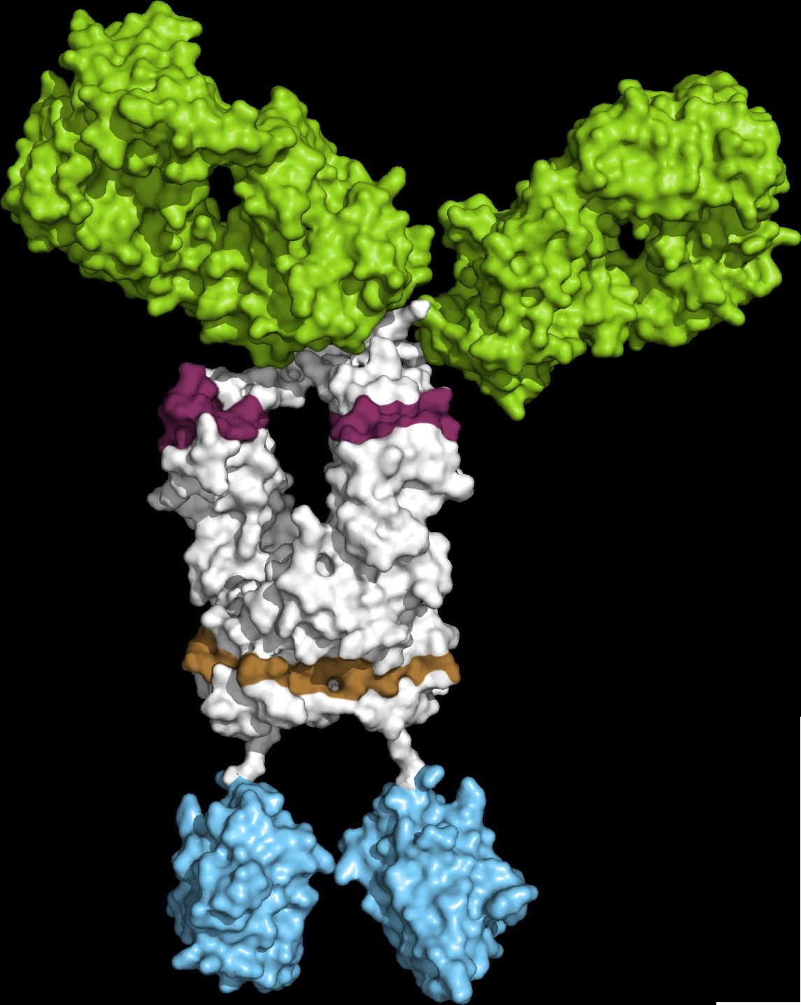 Bambusa’s published molecular illustration of an engineered antibody