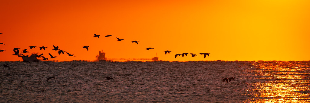 Birds fly above the water against an orange coastal sunset in a panoramic photograph by JP Battaglia