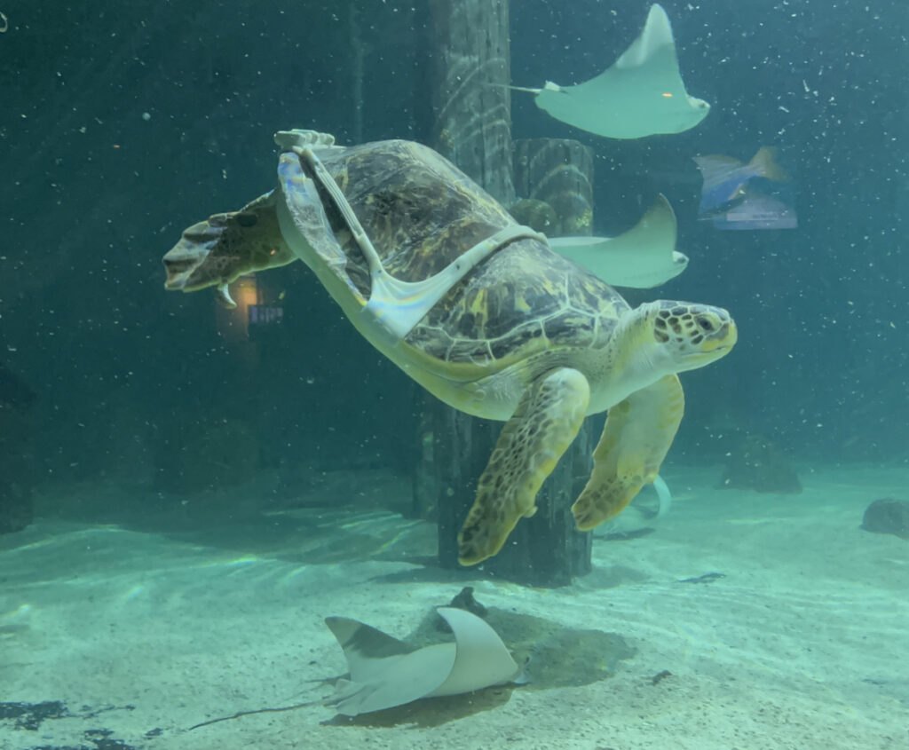 Charlotte the green sea turtle swimming at Mystic Aquarium in a custom 3D-printed harness