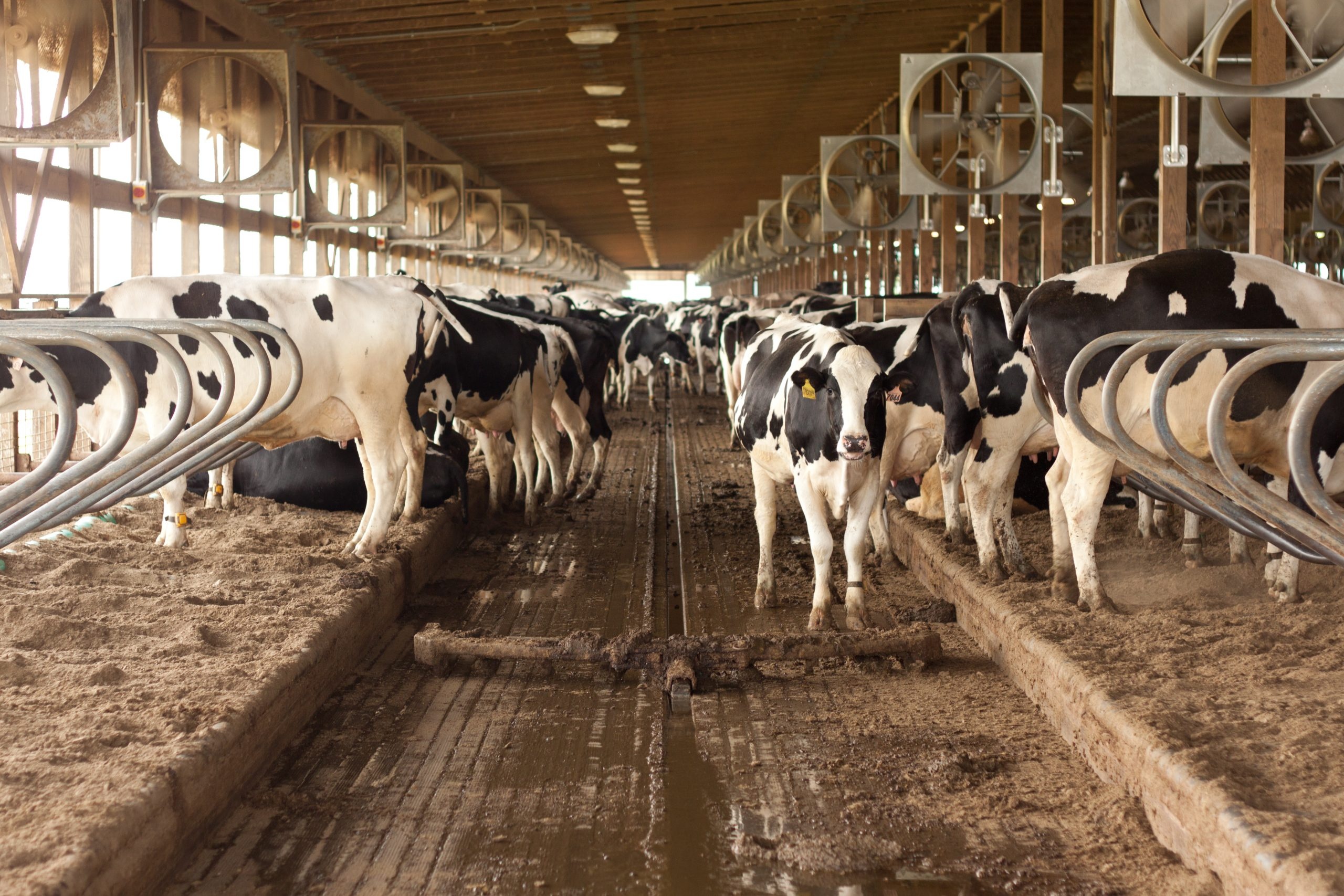 Holstein cows standing in a long dairy barn lined with large ventilation fans