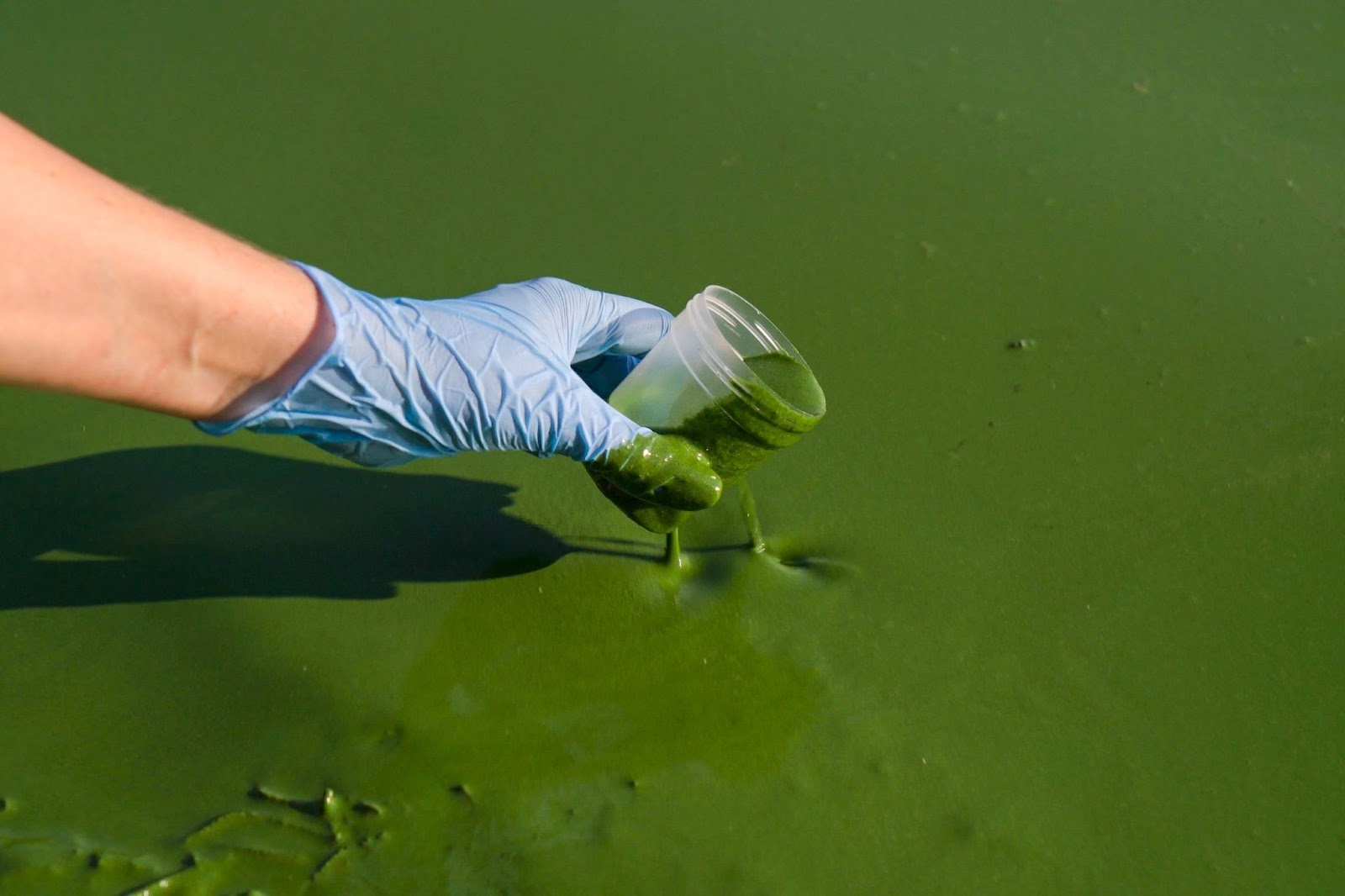 A gloved hand collects a green water sample from an algal bloom