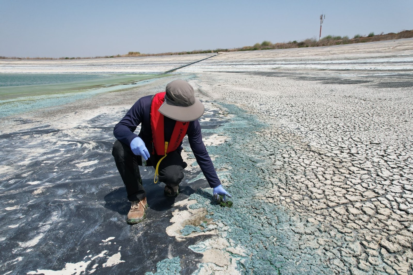BlueGreen field scientist inspecting material at a bloom-affected waterbody