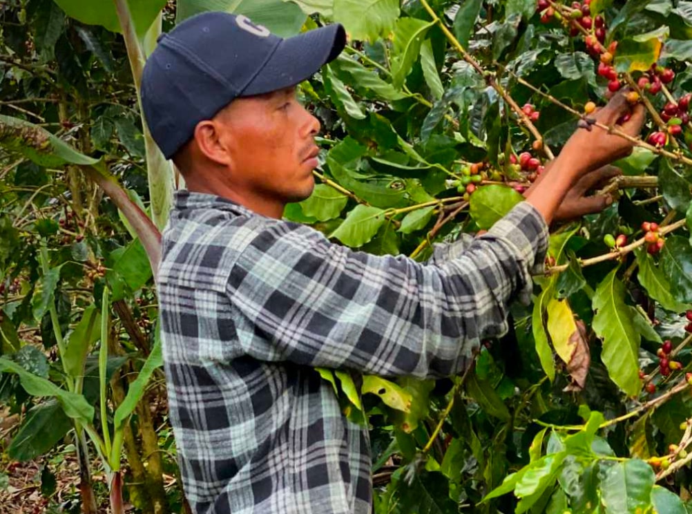 A coffee worker picking ripe red coffee cherries by hand