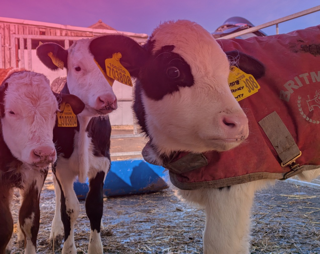 Calves in a livestock building in Boldyn’s Growing Sussex project announcement photograph