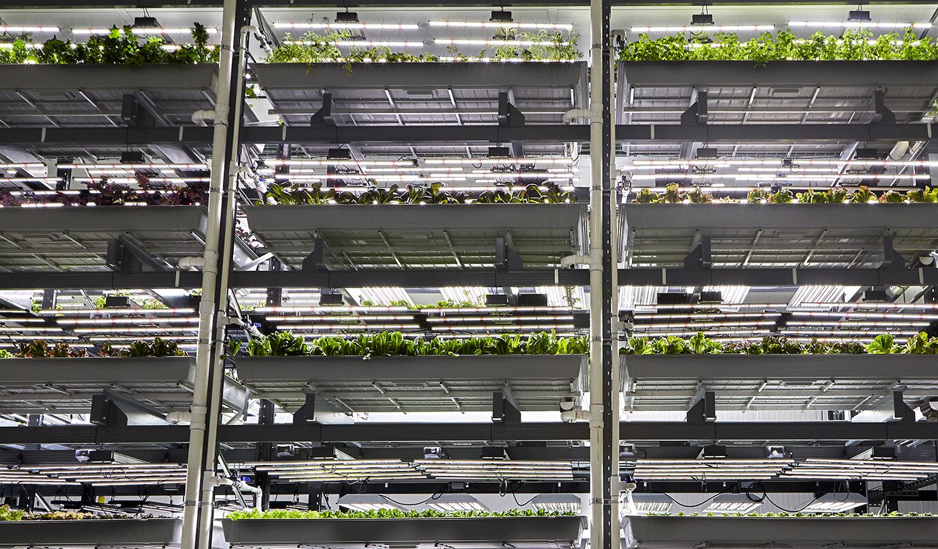 Leafy greens growing in stacked trays beneath LED lights inside a Bowery farm