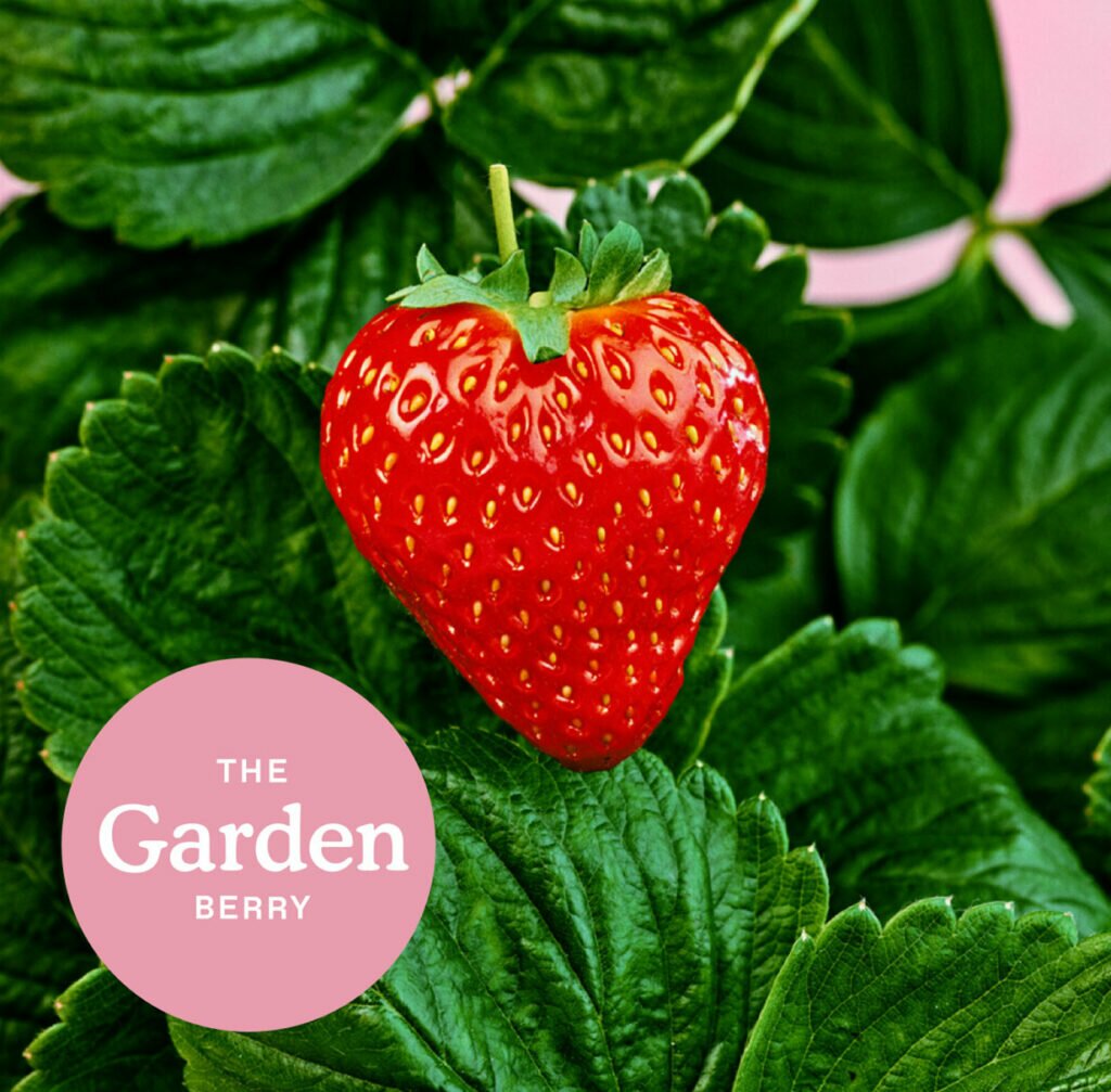 Bowery Garden Berry strawberries photographed against a pink background