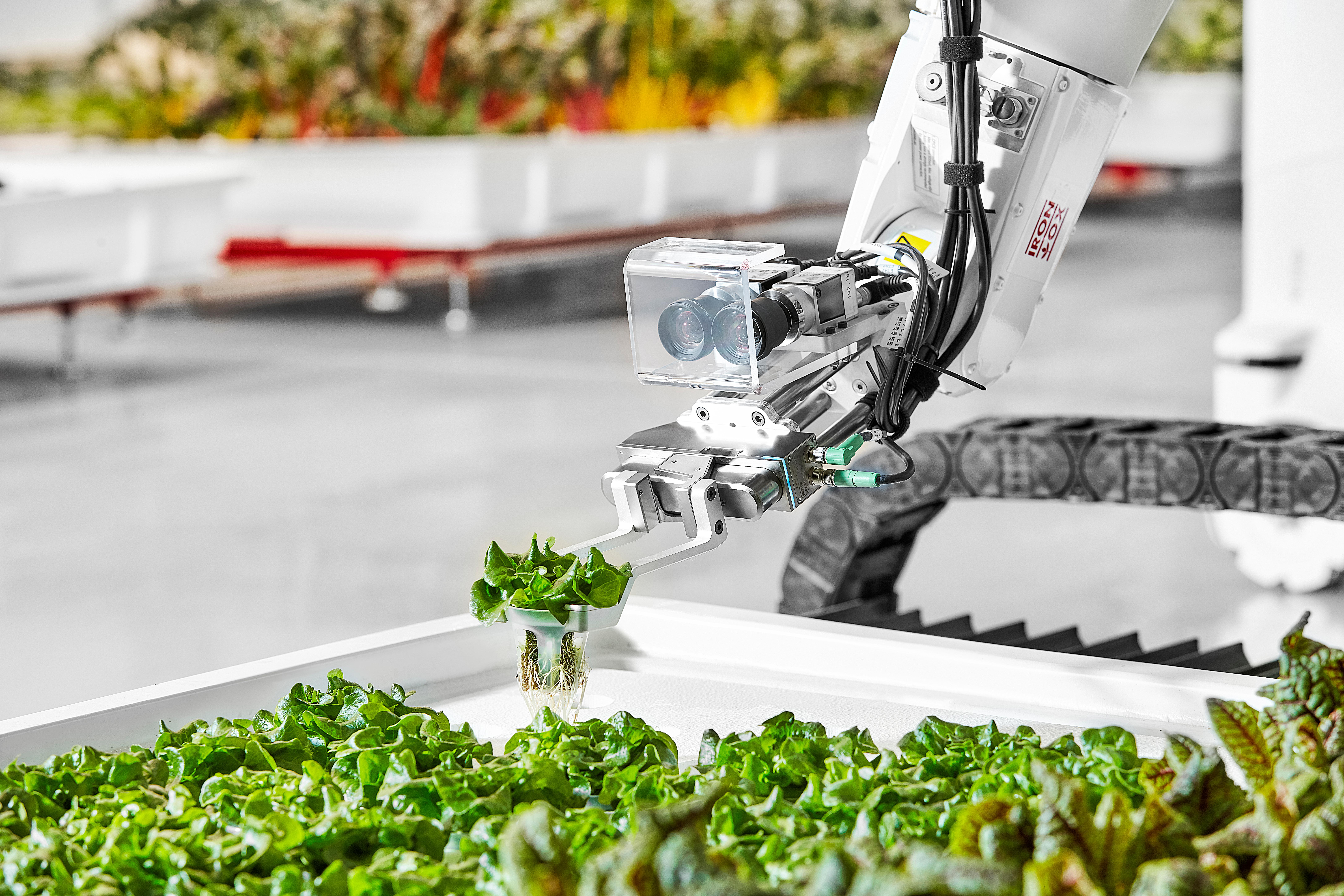 A robotic gripper carefully handles a lettuce plant above rows of hydroponically grown greens