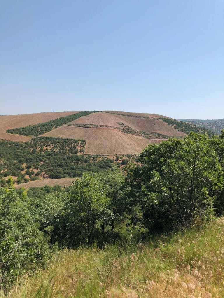 Cultivated hills and trees in the photograph accompanying TreeT's 2018 announcement