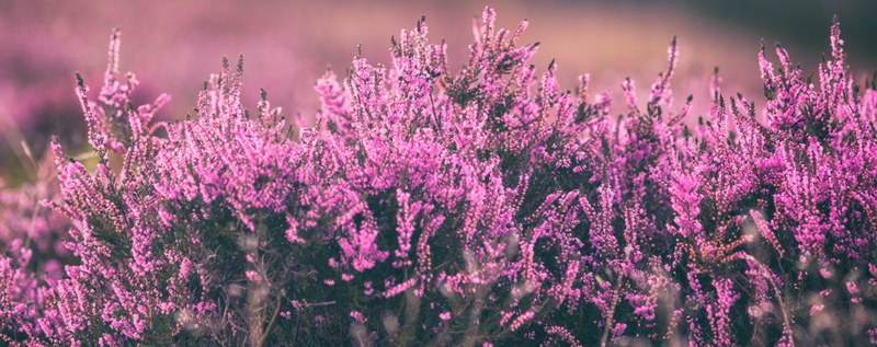 Calluna Pharma