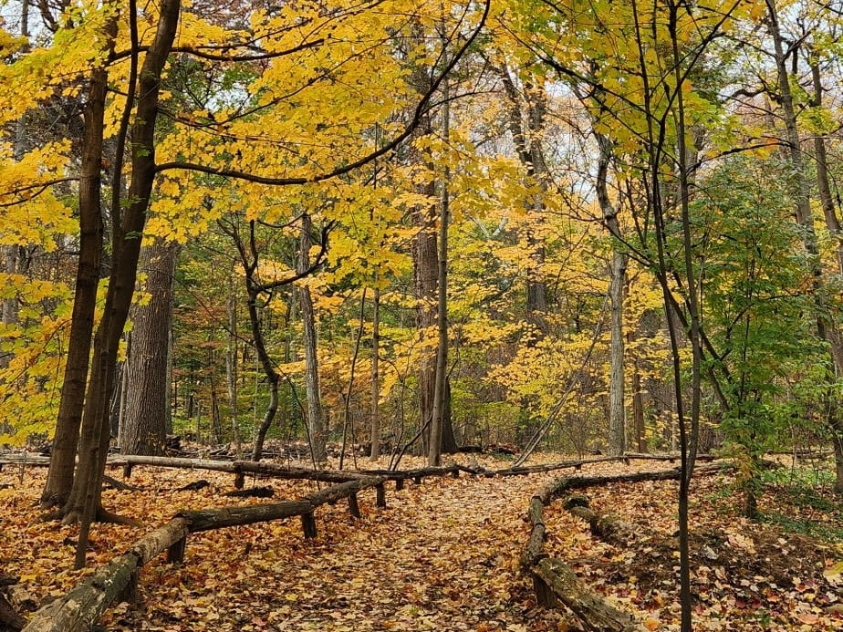 Autumn scene in Brooklyn’s Prospect Park, photographed for Giraldo-Gallo’s personal essay