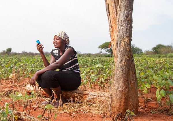 A Kenyan farmer seated beside a tree looks at a mobile phone