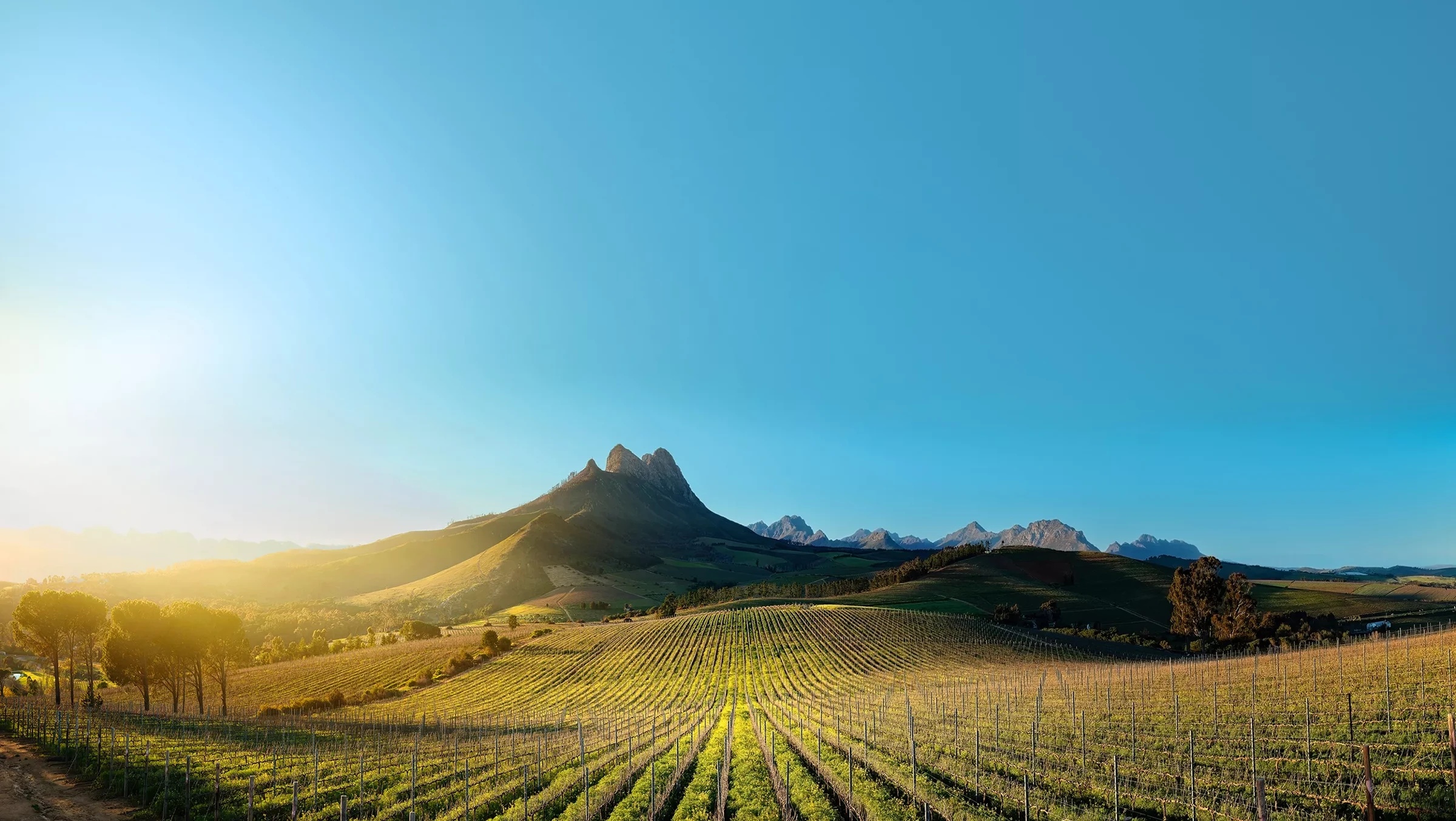 Warwick Wine Estate beneath the mountains of Stellenbosch