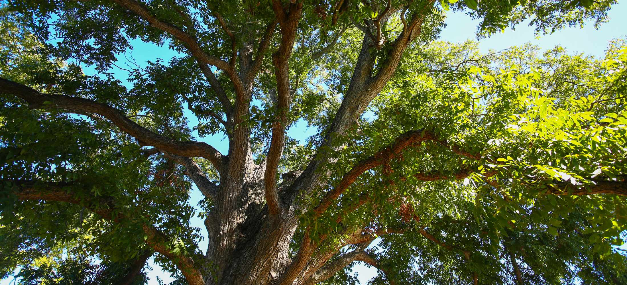 Sunlight filtering through a broad tree canopy in a city website photograph