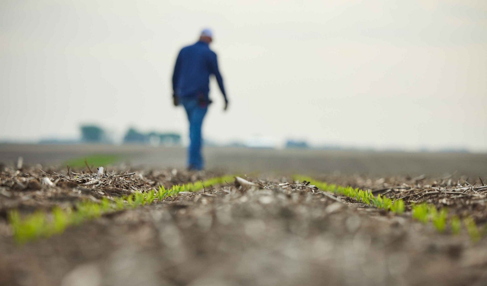 Young crop rows with a farmer walking through the field in the background