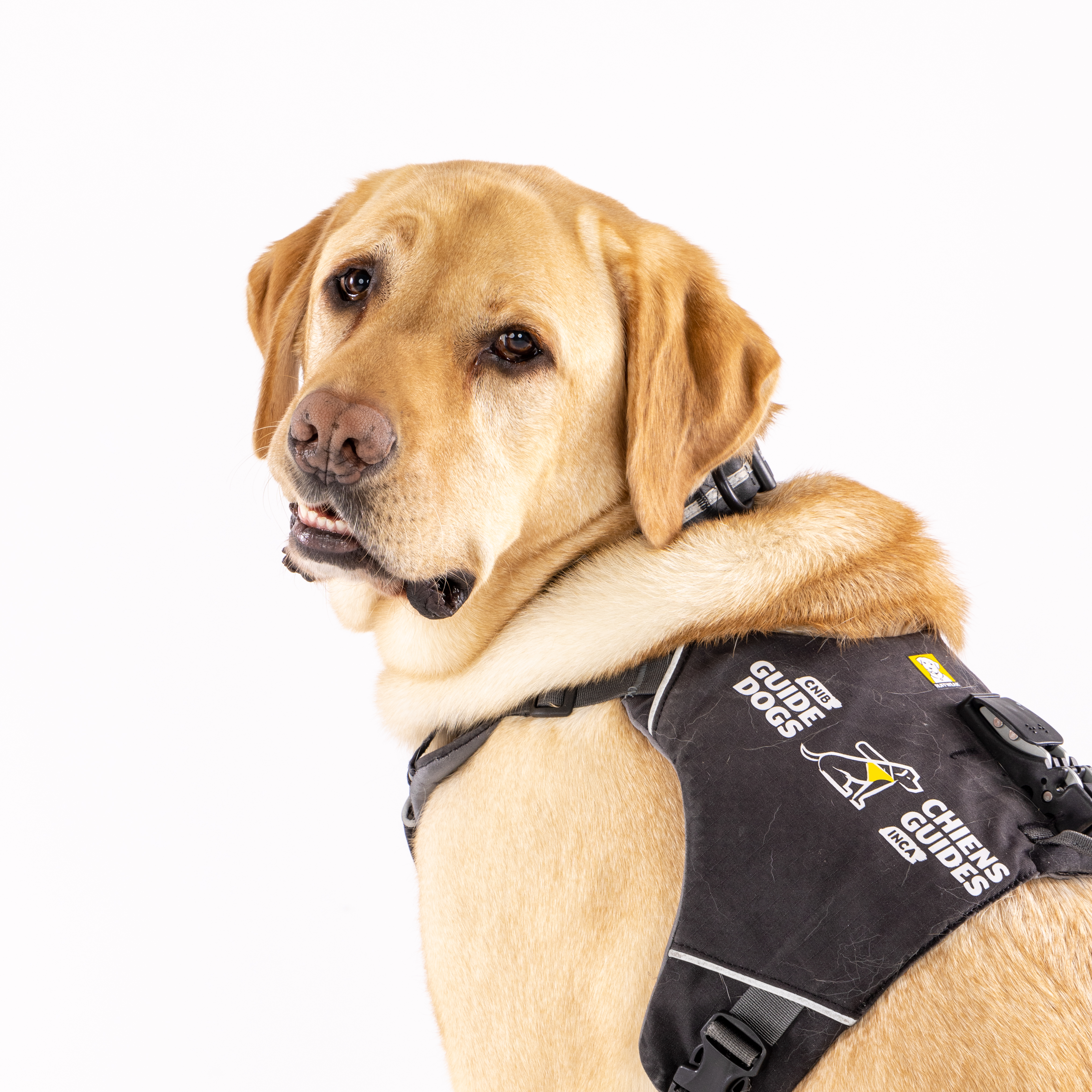 A yellow Labrador wearing a black CNIB Guide Dogs harness.
