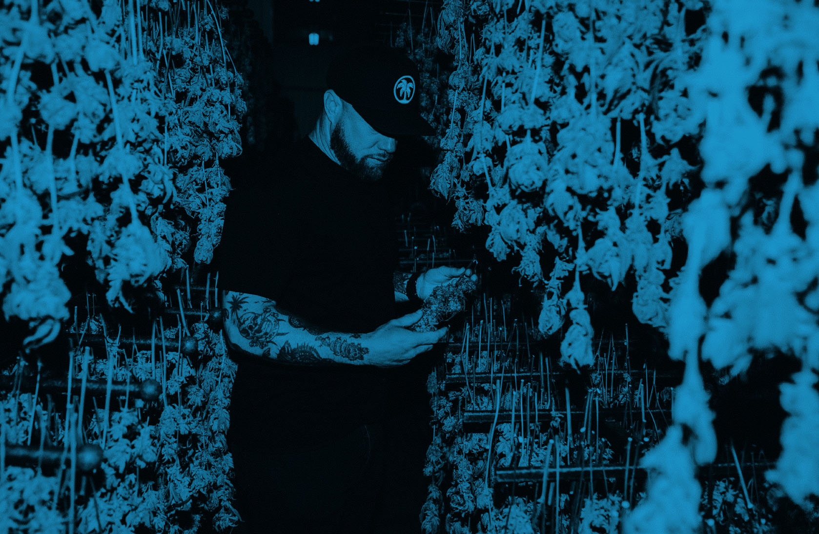 Connected founder Caleb Counts examining harvested cannabis among hanging plants