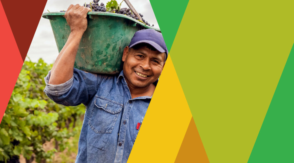 A farm worker carrying harvested grapes within a colorful AgroFresh campaign design