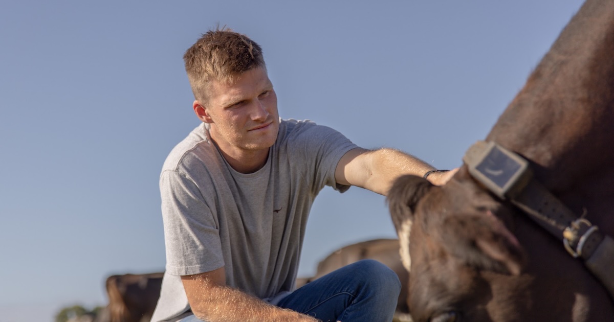 Craig Piggott beside a cow wearing a Halter collar