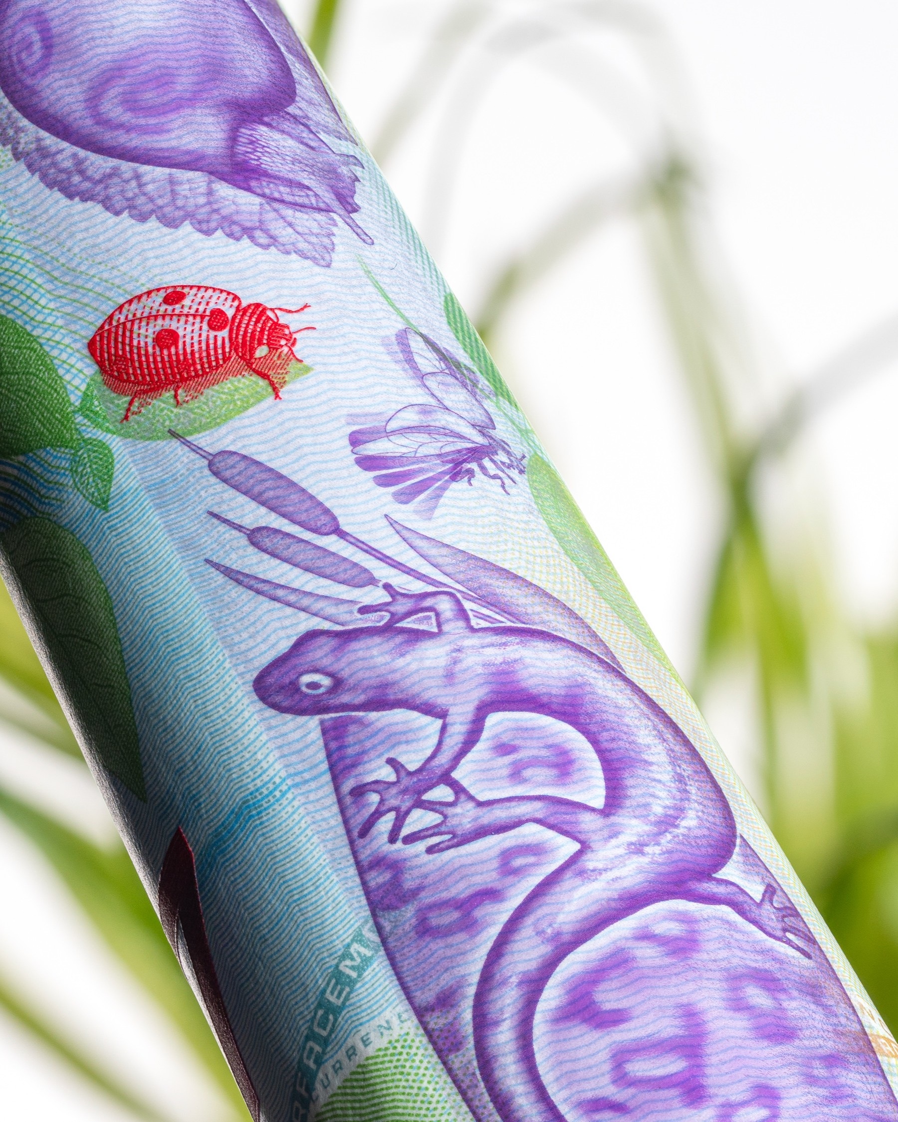 A close view of a frog and fine colored printing on Crane Currency’s Beauty of Life demonstration note