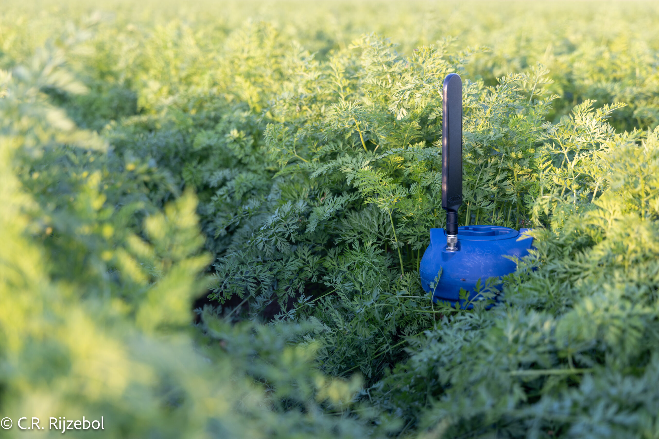 Crop field photographed for CropX