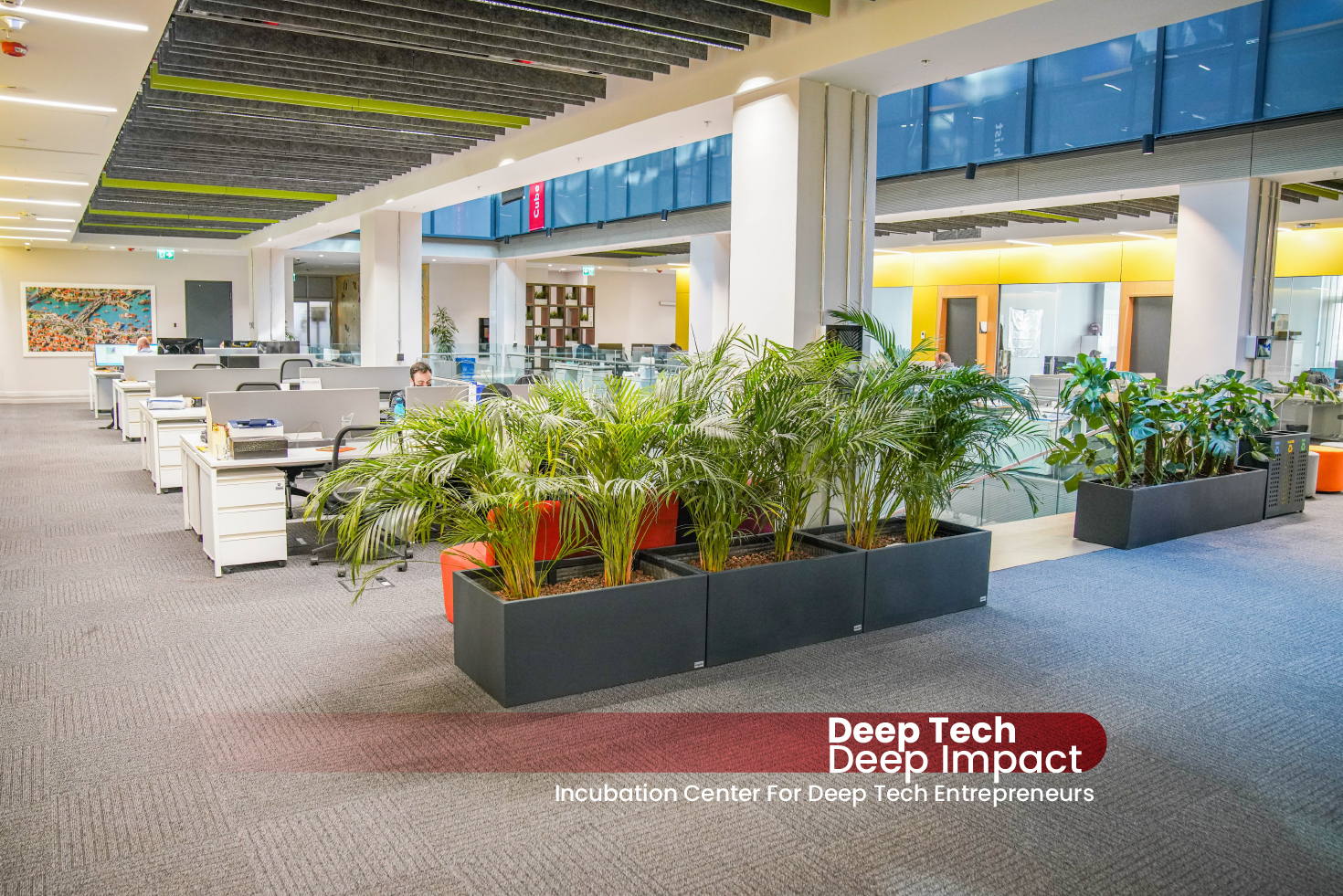 Cube Incubation coworking space with shared desks, planted dividers and colorful ceiling panels