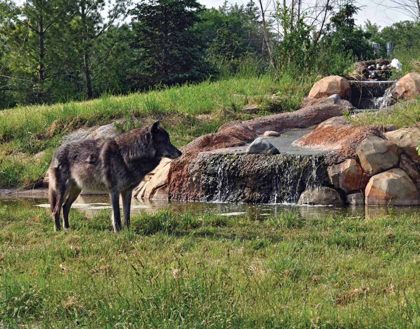 A gray wolf beside the stream and rocks at the Cotton Family Wolf Wilderness
