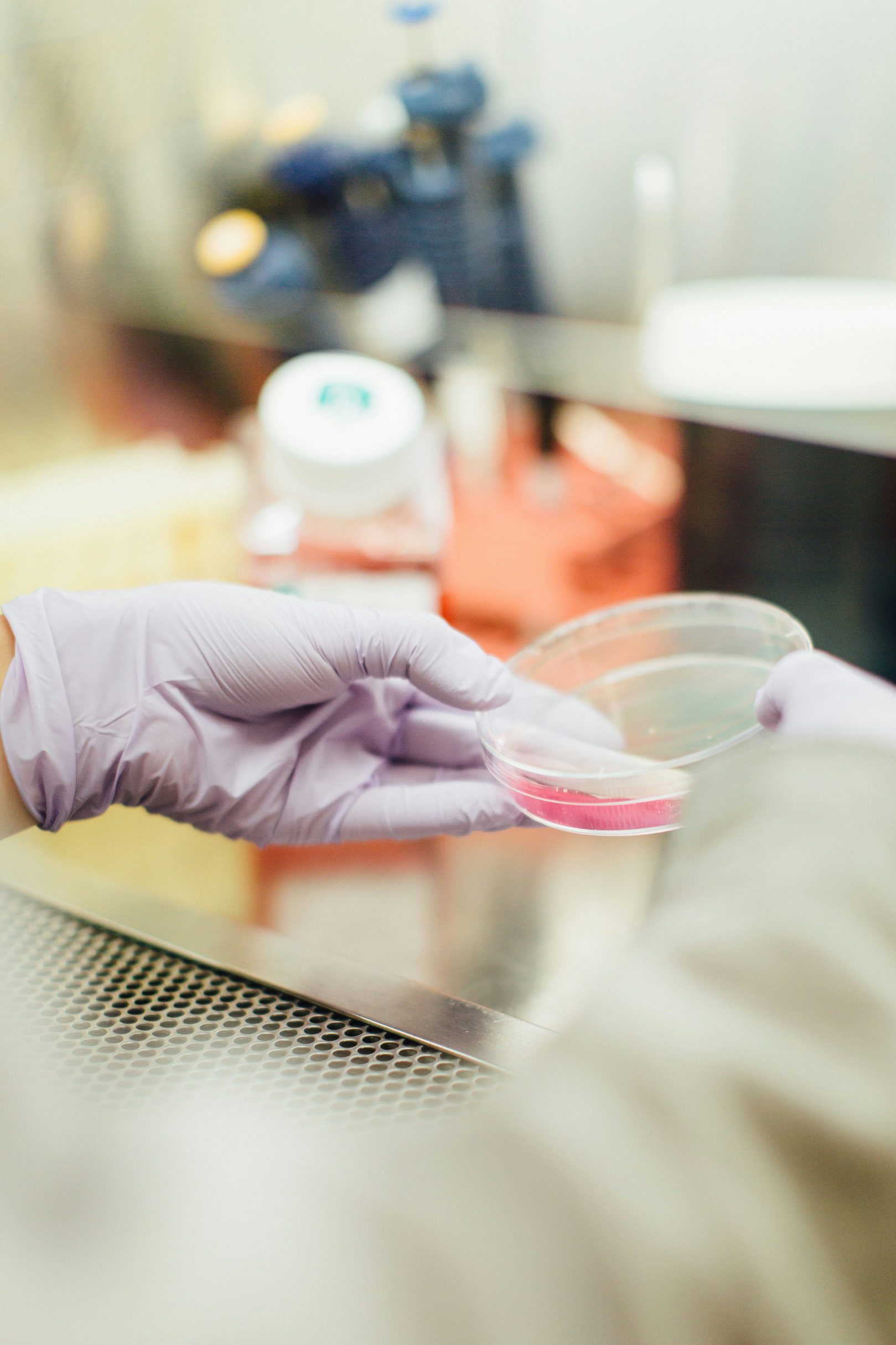 Gloved hands holding a culture dish in a Deep Genomics laboratory
