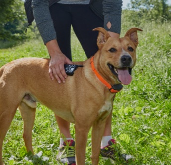 DogWatch electronic training collar and receiver