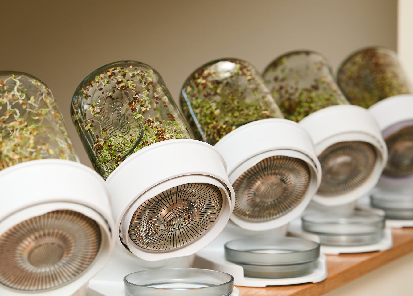 Glass jars filled with sprouts resting at an angle on white drainage stands