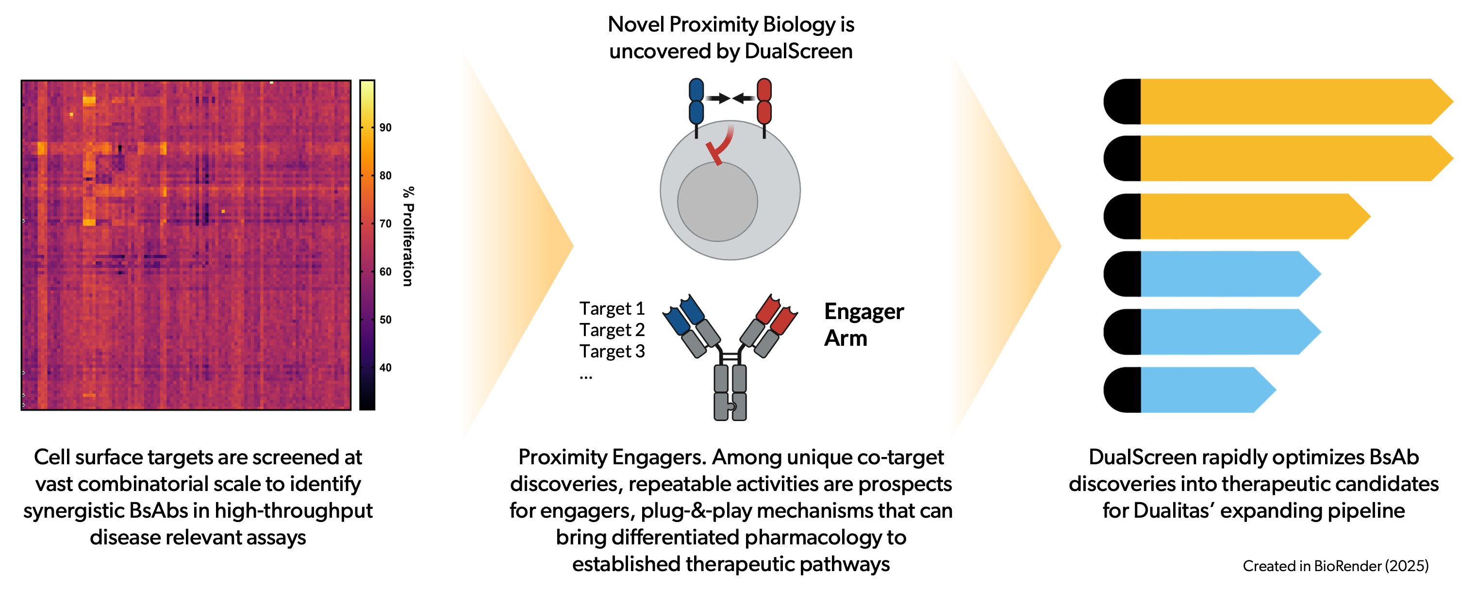 Dualitas diagram showing the DualScreen bispecific discovery workflow