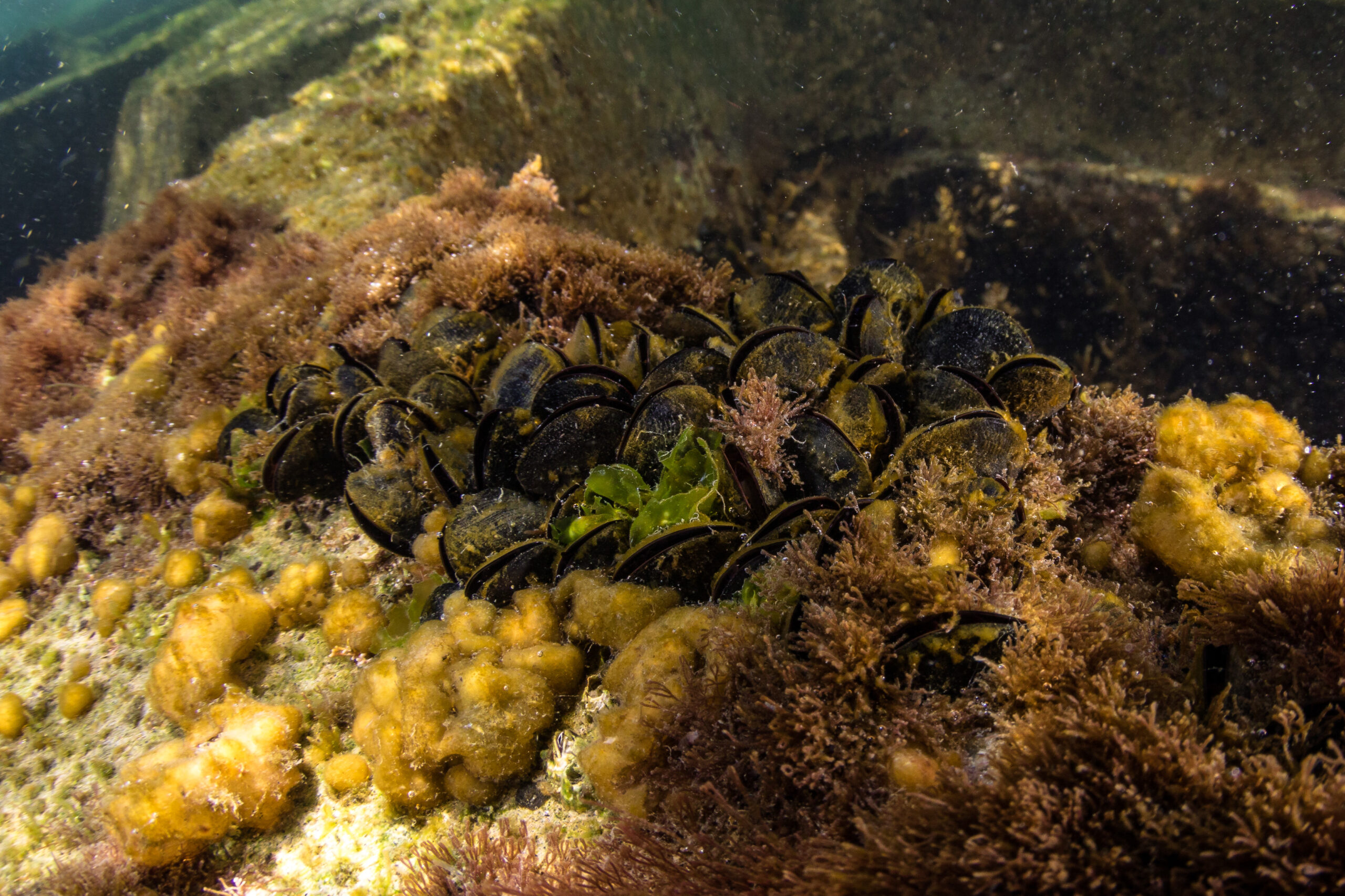 Mussels, algae and other marine life growing densely on submerged concrete