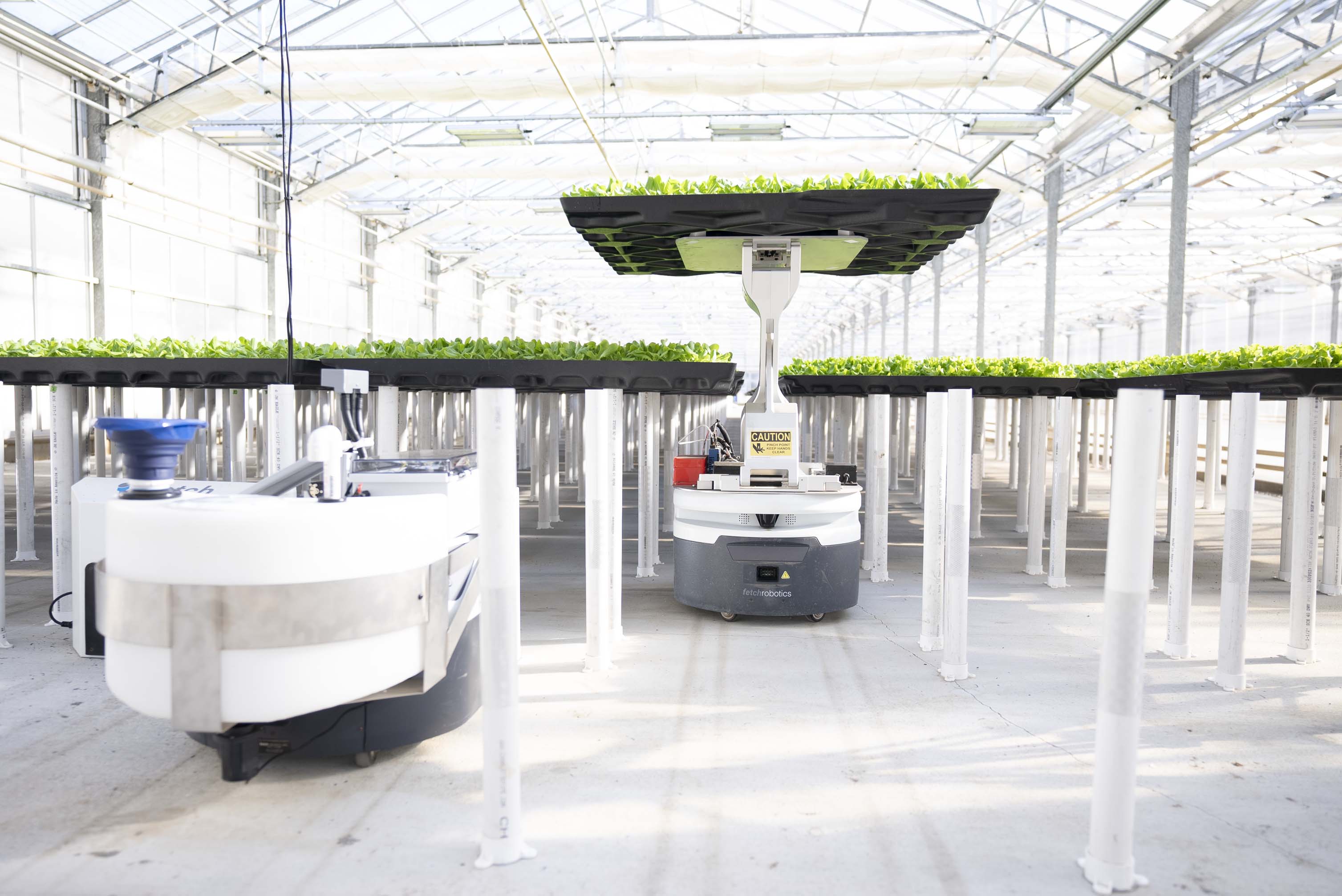 A Hippo Harvest autonomous mobile robot carrying a tray of leafy greens inside a greenhouse