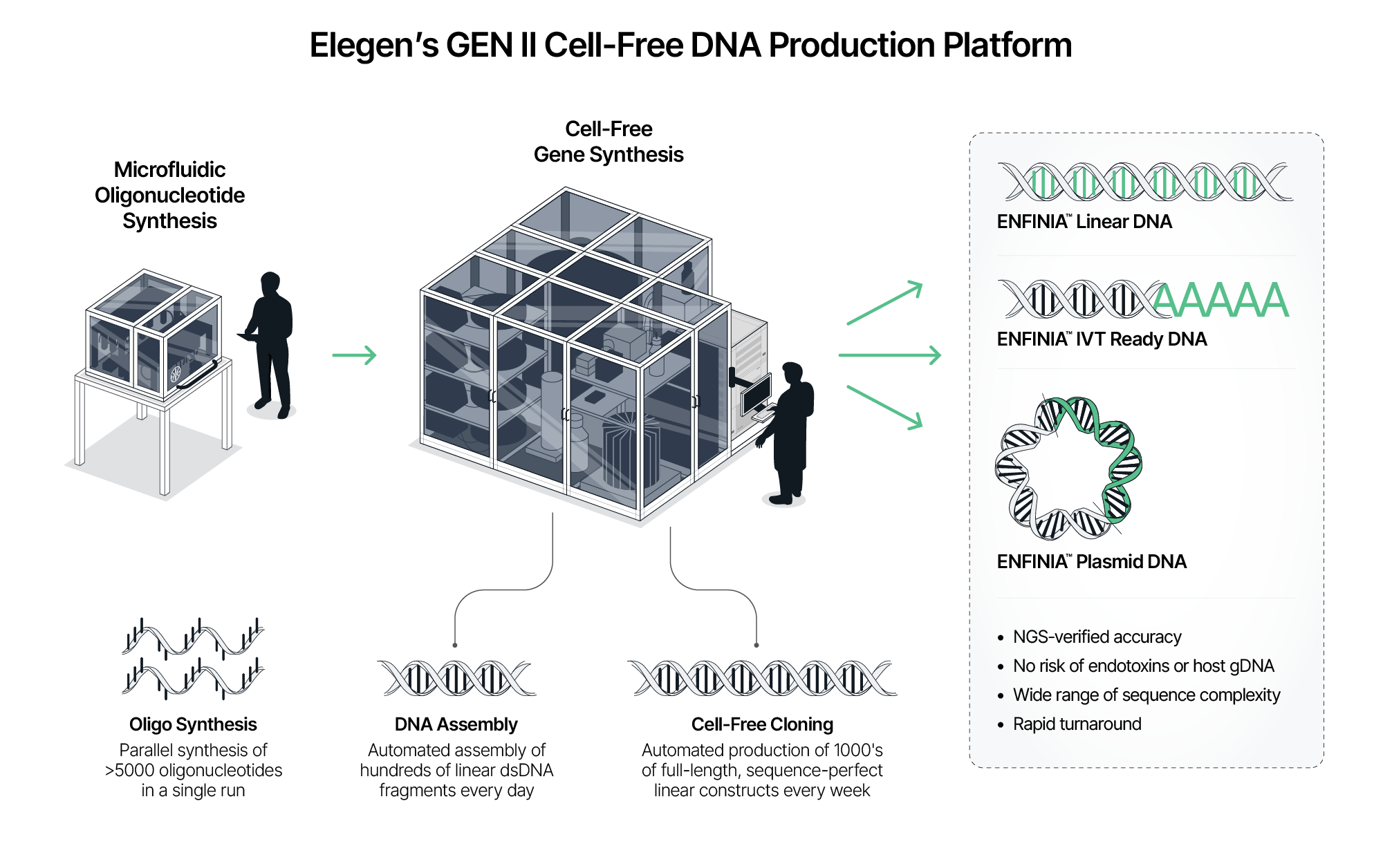 Diagram of Elegen's GEN II workflow from microfluidic oligonucleotide synthesis through cell-free cloning to three ENFINIA DNA products