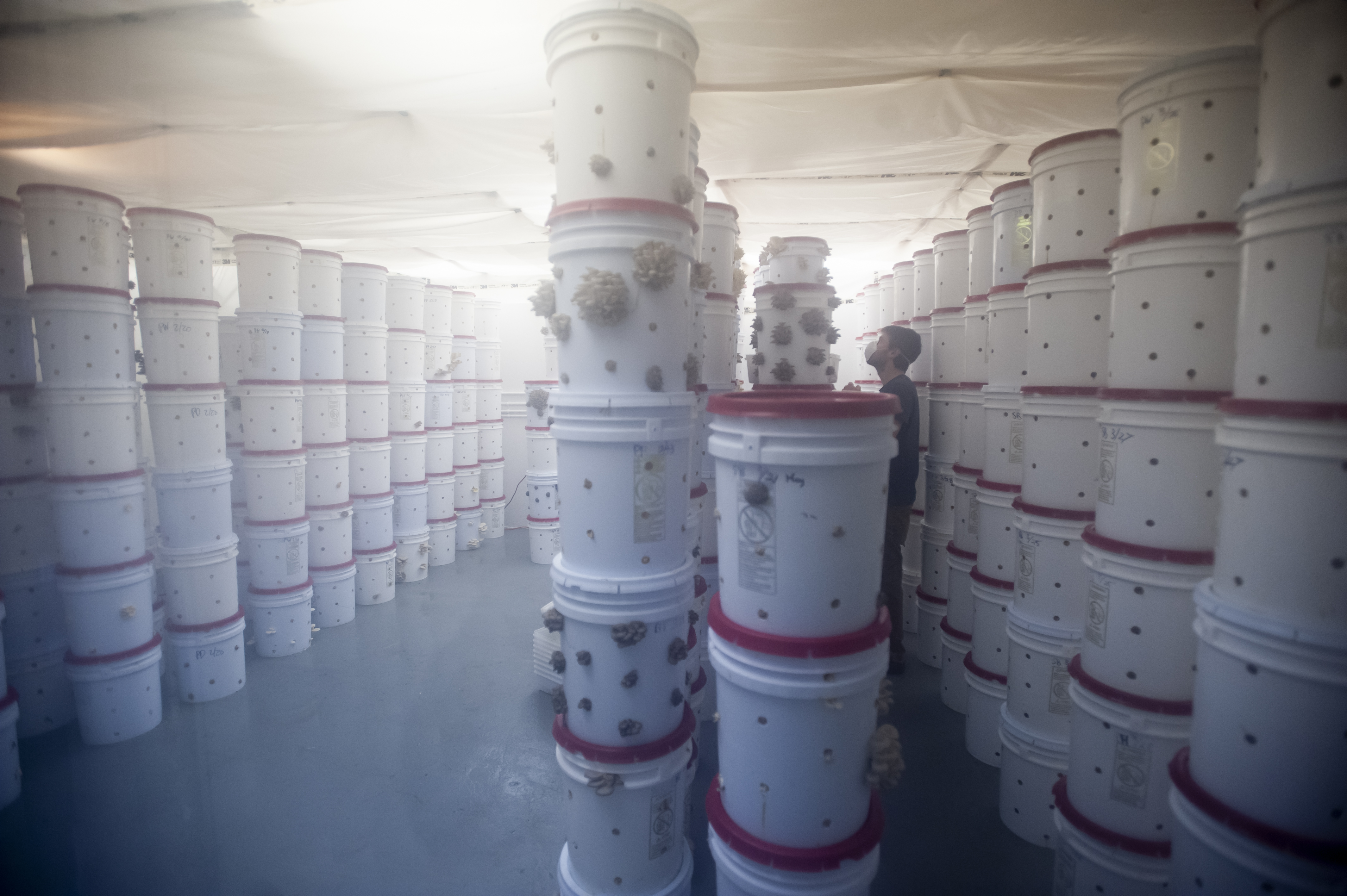 Rows of reusable buckets producing mushrooms in an early North Spore growing room