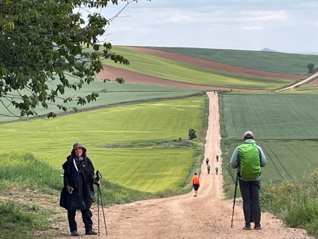 Walkers with trekking poles on a long Camino path through green and ochre fields