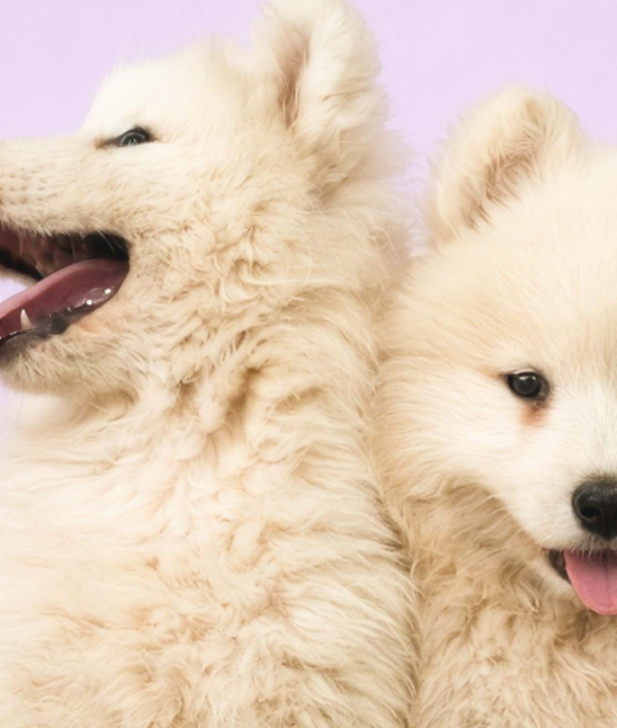Two fluffy cream puppies against a pale purple background, photographed for Embrace’s website
