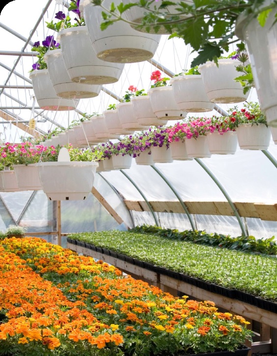 Flowering plants and hanging baskets in the greenhouse photograph accompanying Enavate’s Sheridan Nurseries case study