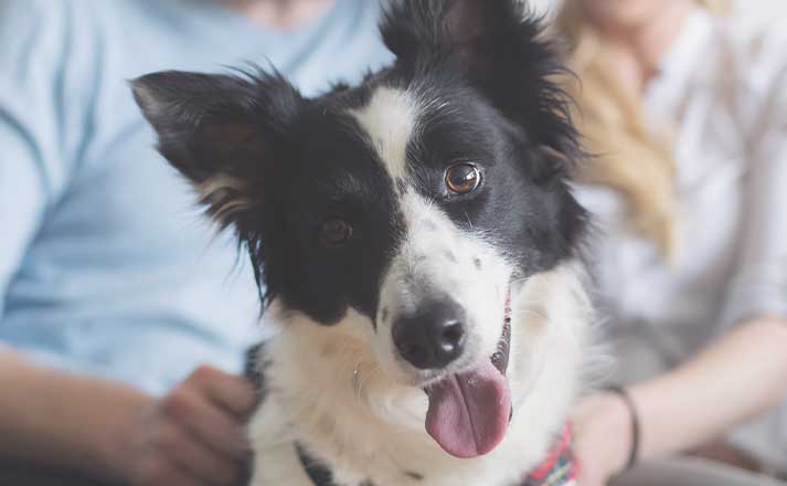 Black-and-white dog with two people, pictured on EntirelyPets’ company website