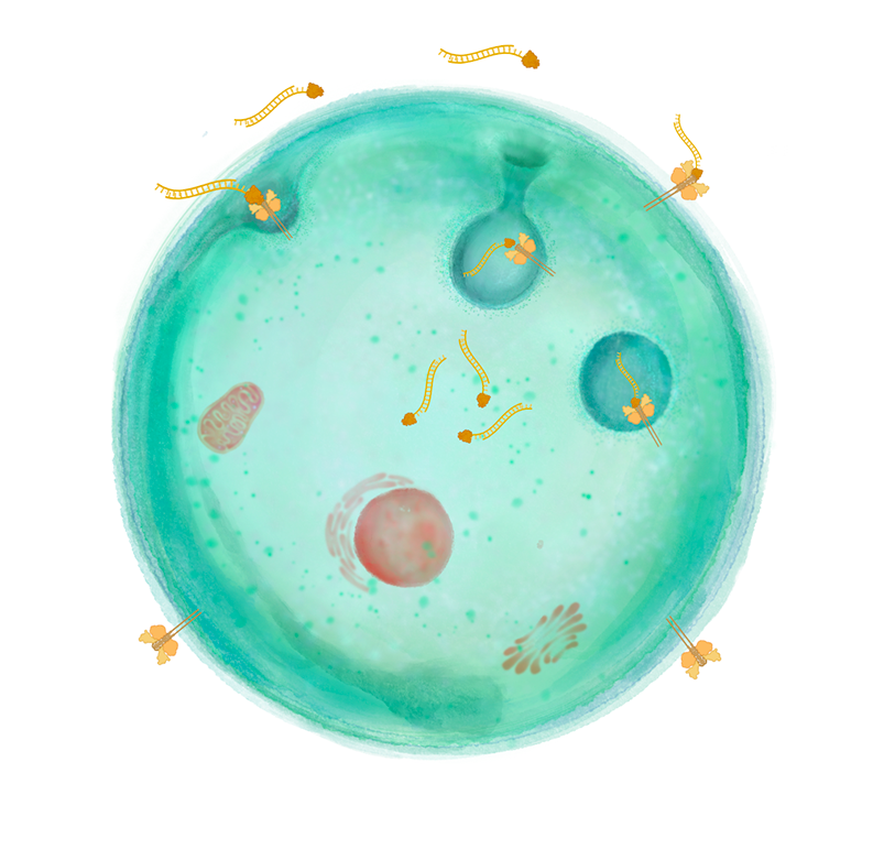 Evercrisp illustration of a miniprotein bringing an oligonucleotide toward a cell