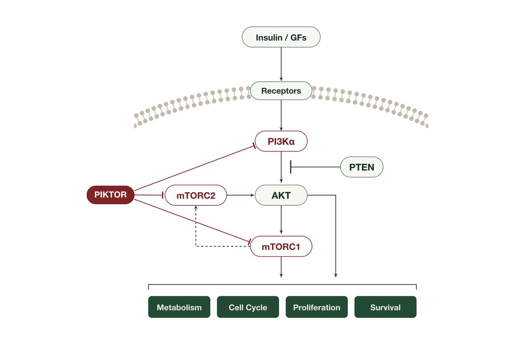 Faeth Bet $92 Million That Cancer’s Escape Route Can Be Blocked